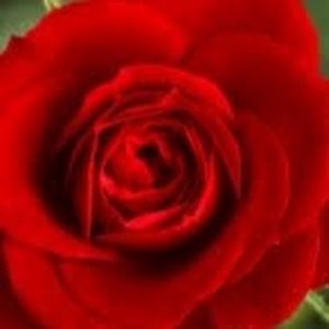 Meet your Posher, Yaasmeen